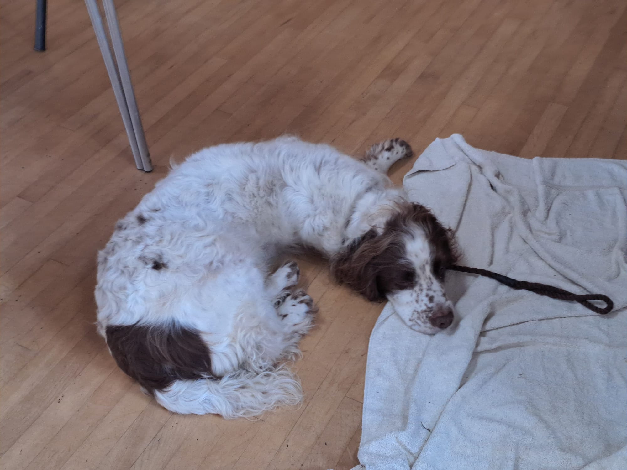 Jackson the dog